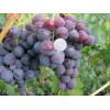 Саженец винограда Рошфор (Ранний/Фиолетовый): фото и описание