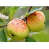 Саженец яблони Коричное полосатое: фото и описание