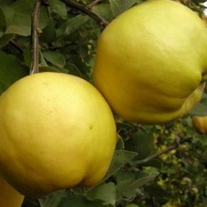 Айва яблоковидная Кубаночка