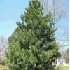 Саженец кедра Корейский  100-150 см: фото и описание