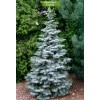 Саженцы Ели Голубая Мисти Блу (Misty Blue) от 150 см -  5 шт.: фото и описание