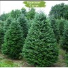 Саженцы Ели Сибирская 1.5 метра -  5 шт.: фото и описание