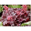 Саженцы гейхеры мелкоцветковой Милан (Milan) -  5 шт.: фото и описание