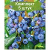 Саженцы голубики Ханнас Чойс (Hannah's Choice) -  5 шт.: фото и описание