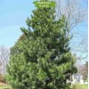 Саженцы кедра Корейский  100-150 см -  5 шт.: фото и описание