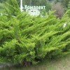 Саженцы Можжевельника казацкого Фемина - 5 шт.: фото и описание