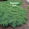 Саженцы Можжевельника казацкого Рокери Джем (Rockery Gem) - 5 шт.: фото и описание