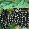 Саженцы смородины Титан Черный -  5 шт.: фото и описание