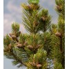 Саженцы сосны Обыкновенная 20-40 см -  5 шт.: фото и описание