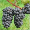 Саженец Винограда Зеленолугский рубин: фото и описание