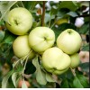 Яблоня Белое летнее: фото и описание