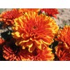 Саженец хризантемы мультифлора Арес Бронз  (Ares Bronz) (Оранжевая ): фото и описание
